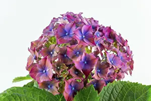 Close-up of pink-purple hydrangea flowers with green leaves against a clear white background