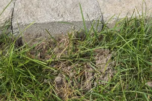 Close-up of Poa pratensis, Kentucky Bluegrass lawn dug up by a Mephitis