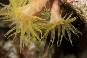 Close-up detail of polyps of yellow stony coral (Leptopsammia pruvoti)