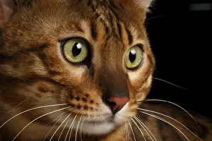 Close-up portrait Bengal male cat with studio light