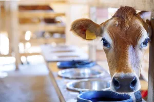 Close-up portrait of cow. Cows eat hay and water at barn