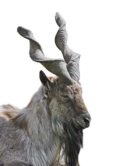 Close-up portrait of Markhor (Capra falconeri)