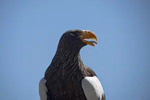Close-up portrait of a Steller's sea eagle with yellow beak against a clear blue sky<br> Close-up portrait of a