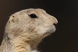 Close-up of a prairie dog with clear details of its face
