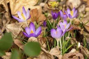 Close-up of the purple flowers of a group of spring crocuses (Crocus vernus) among dry foliage in spring
