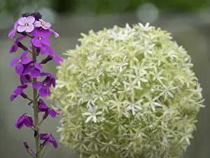 Close-up of purple flowers and a large round ornamental leek ball