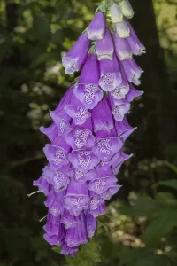 Close-up of purple foxglove flowers blooming in a natural forest setting