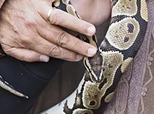 Close-up of a python snake being held