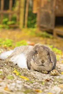 Close-up of a rabbit resting in a natural setting