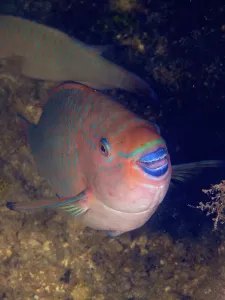 Framed Print : Close-up of a rainbow parrotfish (Scarus guacamaia) with colourful scales and open mouth