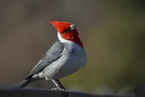 Close-up of a red-crested cardinal (Paroaria coronata) seen in a park in the city of Buenos Aires