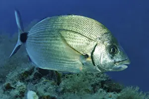 Close-up of ringed seabream (Diplodus annularis) Small silver seabream