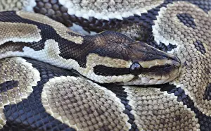 Close-up of a Royal Python, also known as Ball Python