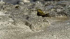 Close-up of sand and shells on a beach with water in the background