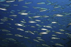 Close-up (Sardinops sagax) of shoal of sardines