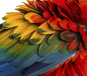 Close-up on a Scarlet Macaw feathers (4 years old) isolated on white