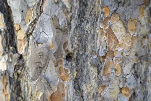 Close-up of Scots pine (Pinus sylvestris) bark in various shades of brown and grey