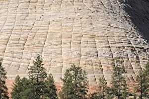 Close-up of a sculpted rock surface with pine trees at the base