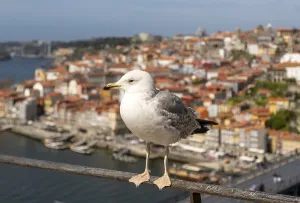 A close-up of a seagull white plumage and yellow beak in focus