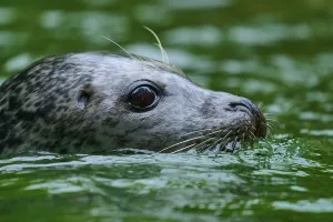 Close-up of a seal head in the water