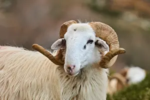Close-up of a sheep with large
