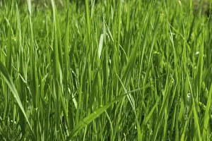 Close-up shot of vibrant green grass bathed in natural sunlight