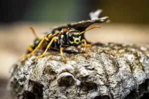A close-up shows a wasp on a nest in striking colours