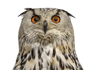 Close-up of a Siberian Eagle Owl - Bubo bubo (3 years old) in front of a white background