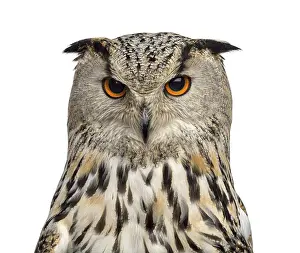 Close-up of a Siberian Eagle Owl - Bubo bubo (3 years old) in front of a white background