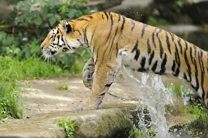 Close-up of a Siberian tiger (Panthera tigris altaica) in a forest