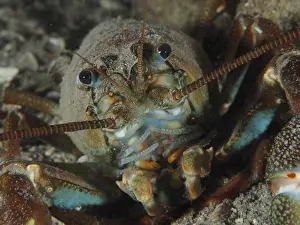 Close-up of a signal crayfish (Pacifastacus leniusculus)