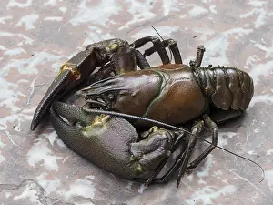 Close-up of signal crayfish (Pacifastacus leniusculus)