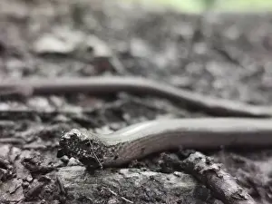 Close-up, A slow worm (anguis fragilis) slithers across the ground