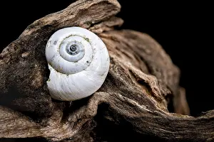 A close-up of a smooth snail shell resting on textured driftwood