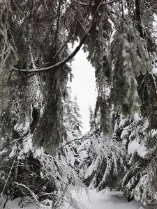 Close-up of snow-covered branches in a thick winter forest