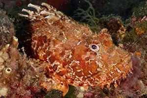 A close-up of a speckled fish, red scorpionfish (Scorpaena scrofa)