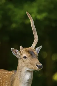 Close-up of a stag with antlers in a calm environment