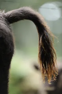 Close-up of the tail of a bison in the forest