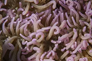 Close-up of tentacles of sea anemone Corkscrew anemone (Macrodactyla doreensis)