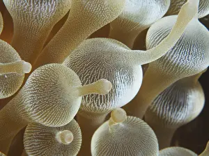 Close-up of transparent golden tentacles of a bubble anemone (Entacmaea quadricolor)