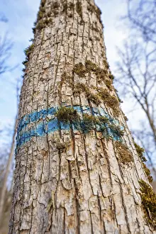 Close-up of tree bark with blue markings and moss