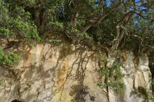 Close-up of tree bark and shadow on a rock