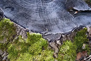 Close-up of a tree stump with visible annual rings and green moss growth