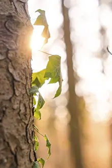 Close-up of a tree trunk with ivy in the sunlight and blurred forest background