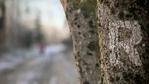 Close-up of a tree trunk with moss and marking with letter R as a signpost