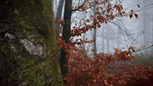 Close-up of a tree trunk with moss and red autumn leaves in fog