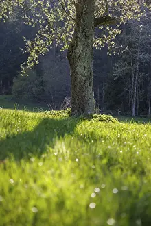 Close-up of a tree trunk in the sun