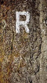 Close-up of a tree trunk with a white painted letter R as a signpost and moss