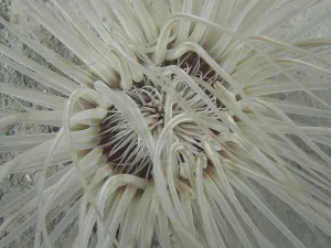 Close-up of tube-dwelling anemone (Cerianthus) from above