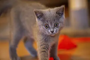 Close-up of a twelve-week-old BKH kitten (British Shorthair)
